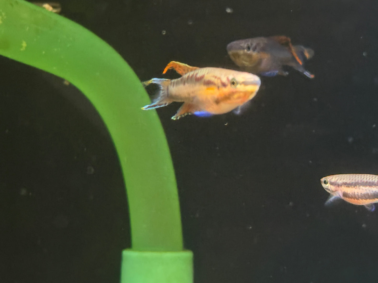 Aphyosemion bivittatum “Funge”