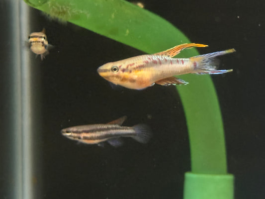 Aphyosemion bivittatum “Funge”