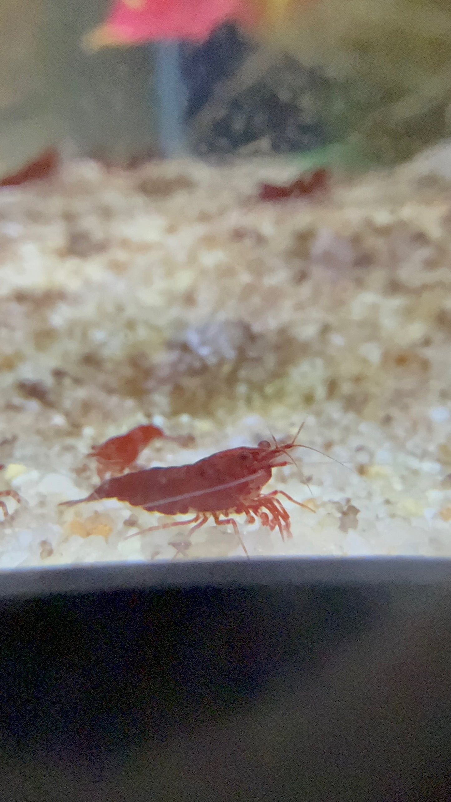 Bloody Mary Neocaridinas