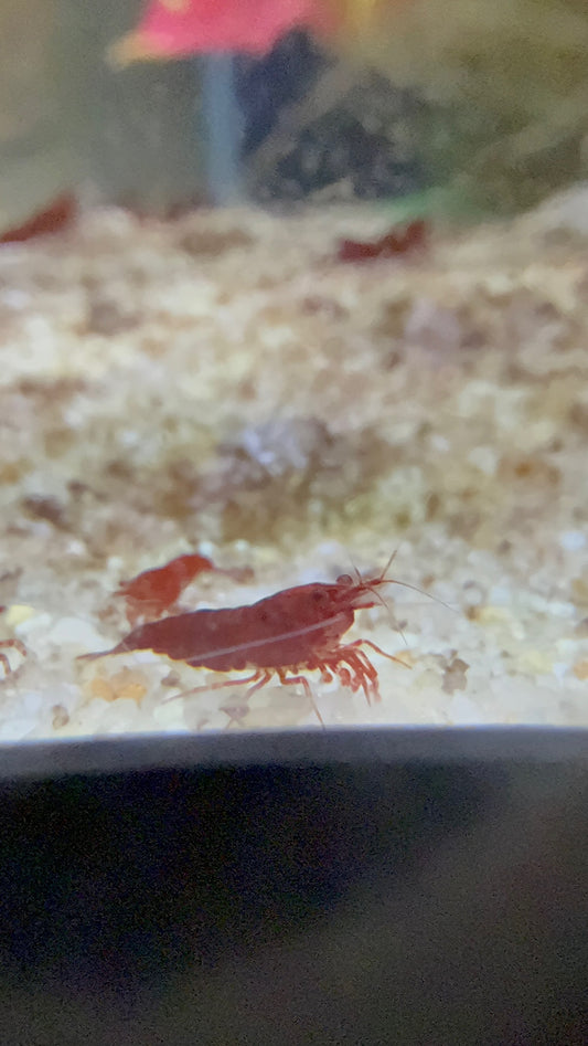 Bloody Mary Neocaridinas