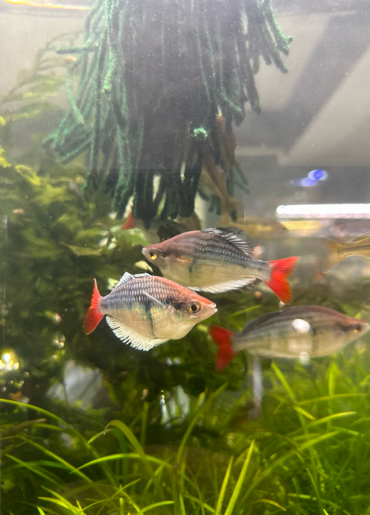 Melanotaenia “Kali Tawa” pairs