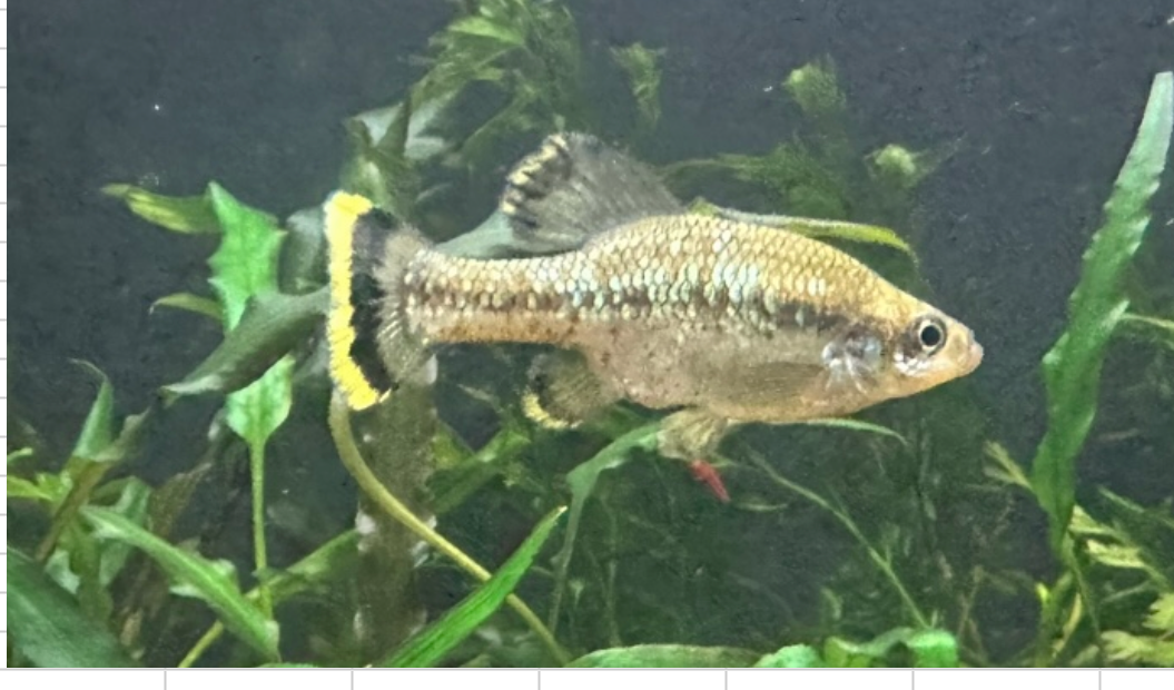 Ilyodon furcidens “Trout goodeid”