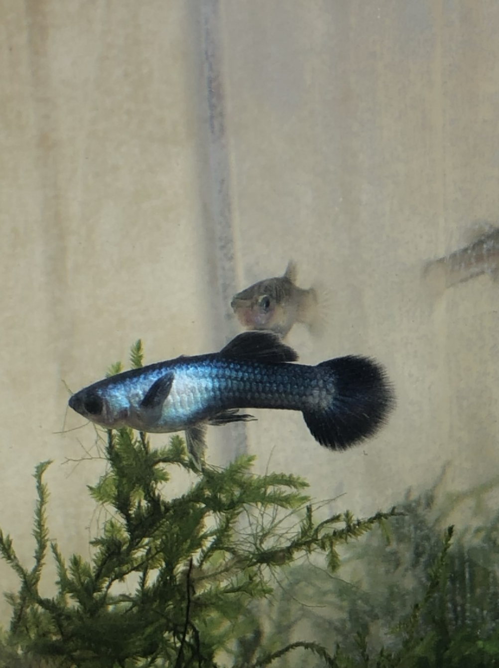 Panda guppy