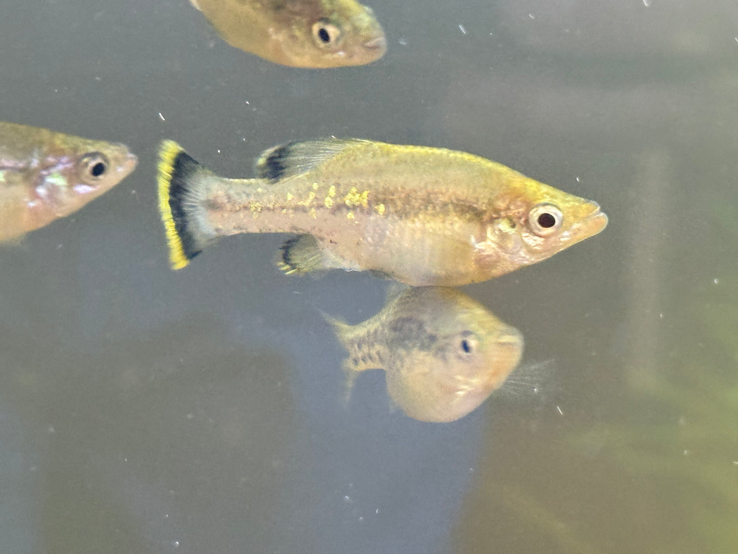 Ilyodon furcidens “Trout goodeid”