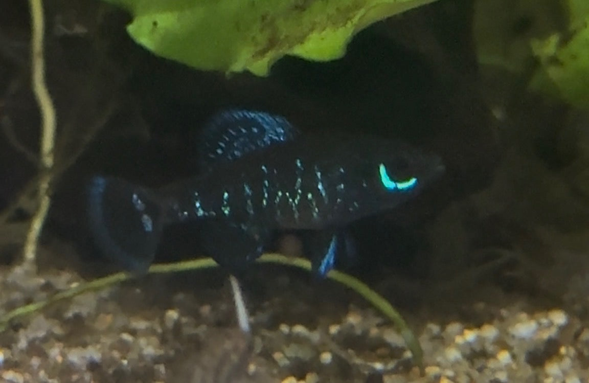 Elassoma gilberti “McBride Slough”