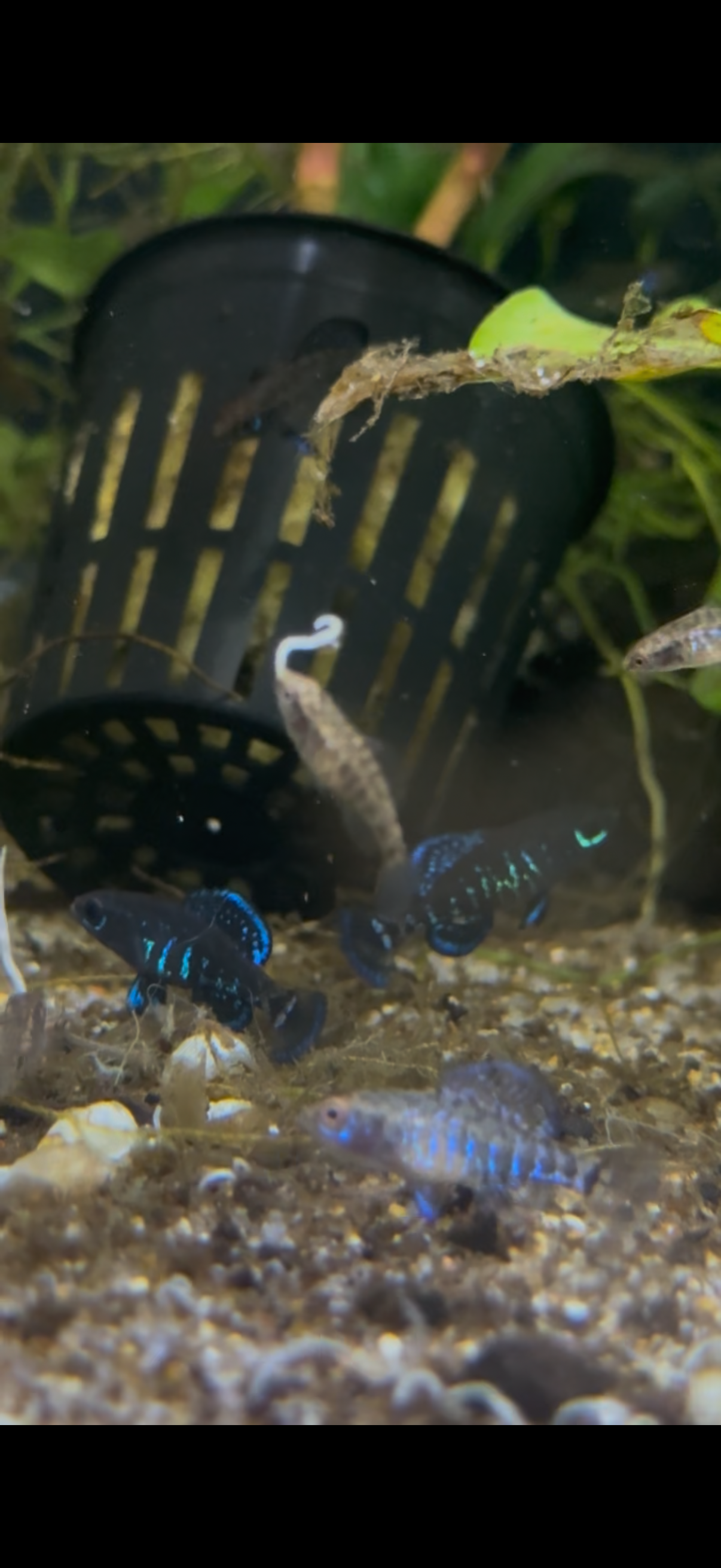 Elassoma gilberti “McBride Slough”