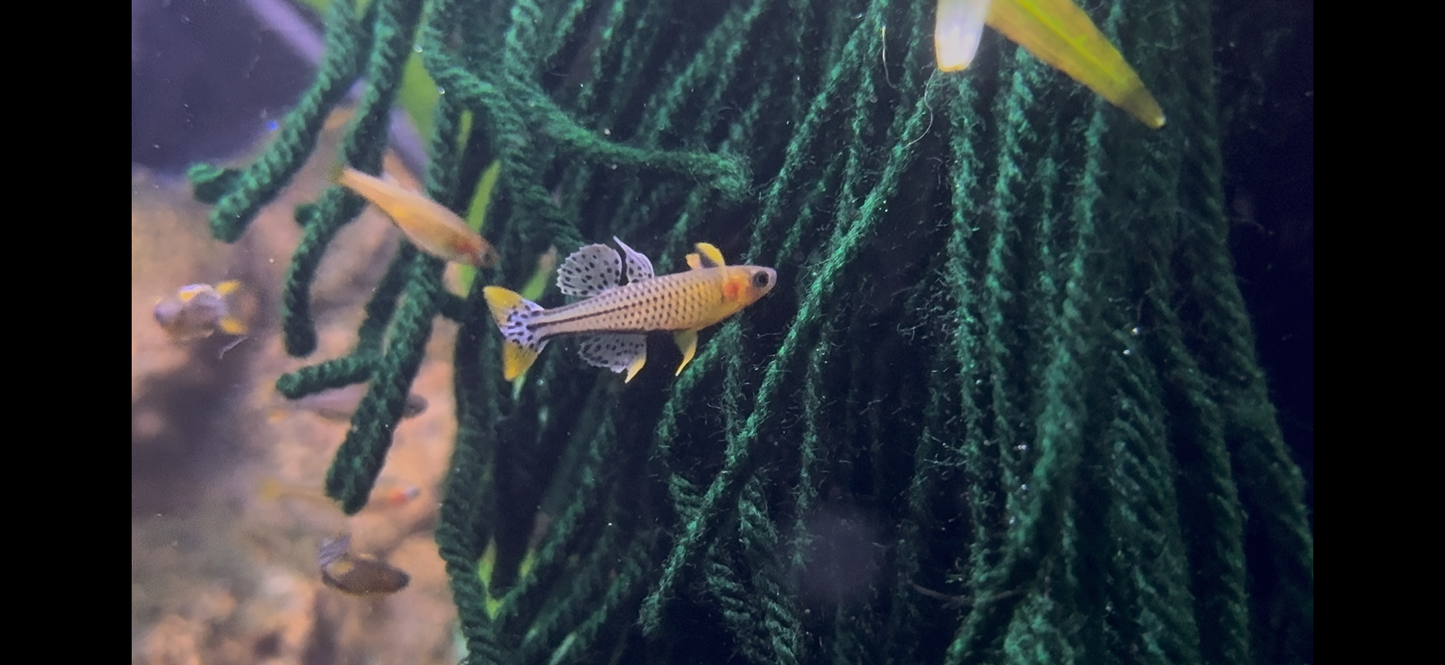 Pseudomugil gertrudae Aru IV