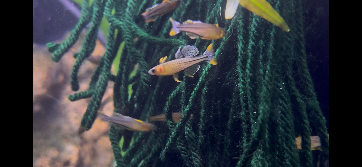 Pseudomugil gertrudae Aru IV