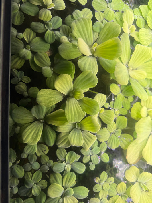 Dwarf water lettuce