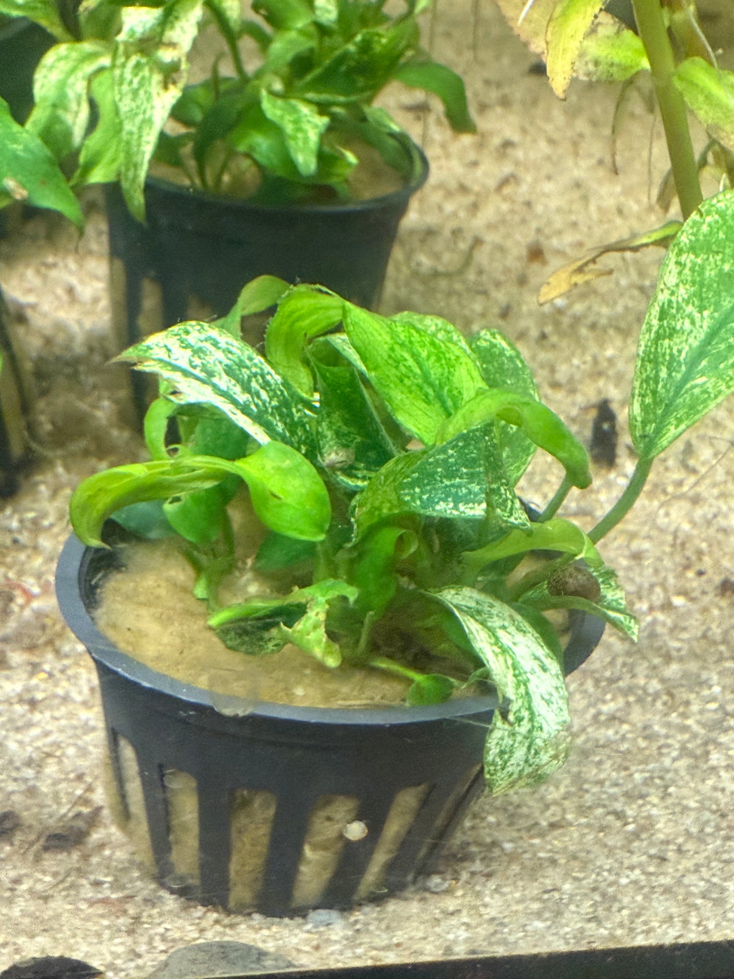 Anubias Barteri var. glabra - Potted