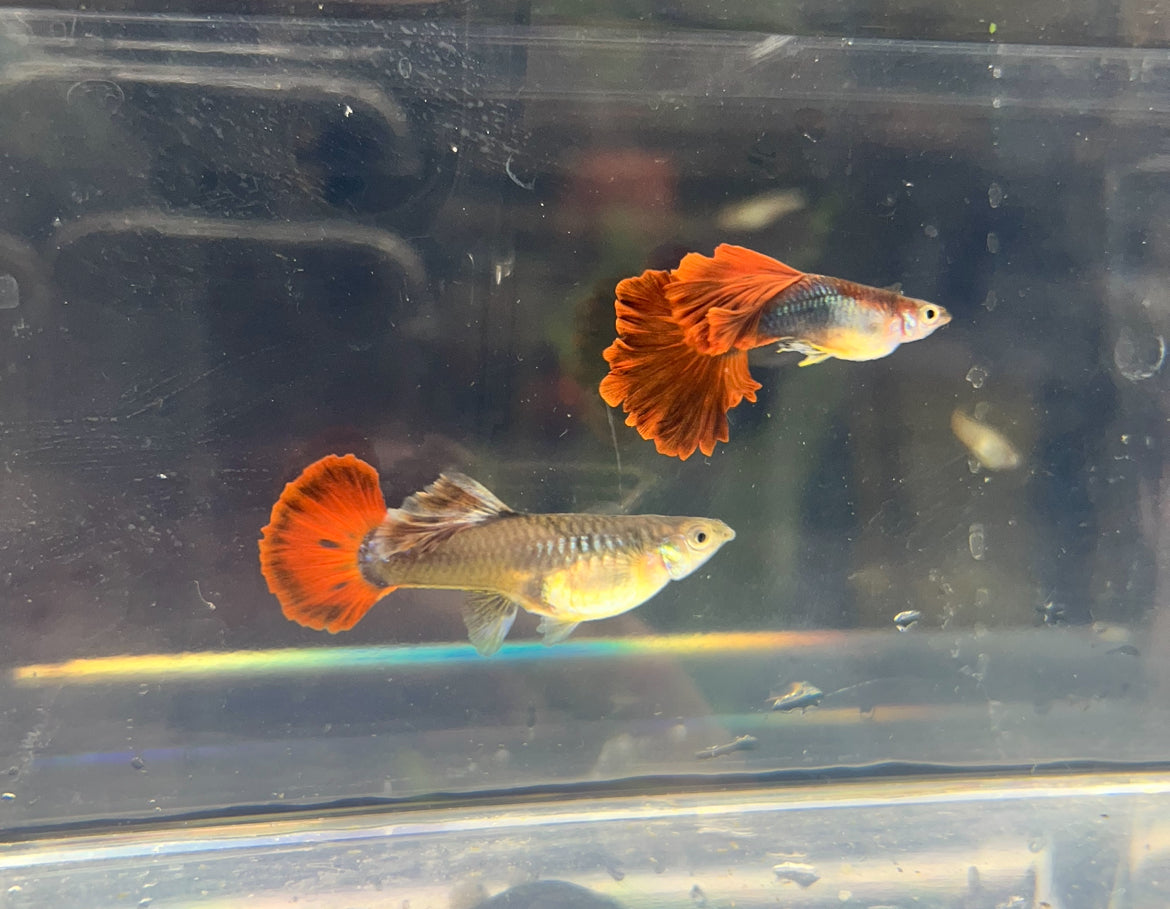 HB Red Rose Guppy Pair – Small World Aquatics