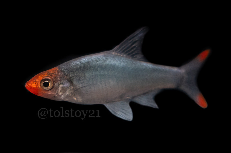 Sawbwa resplendens - Rummy Nose Rasbora