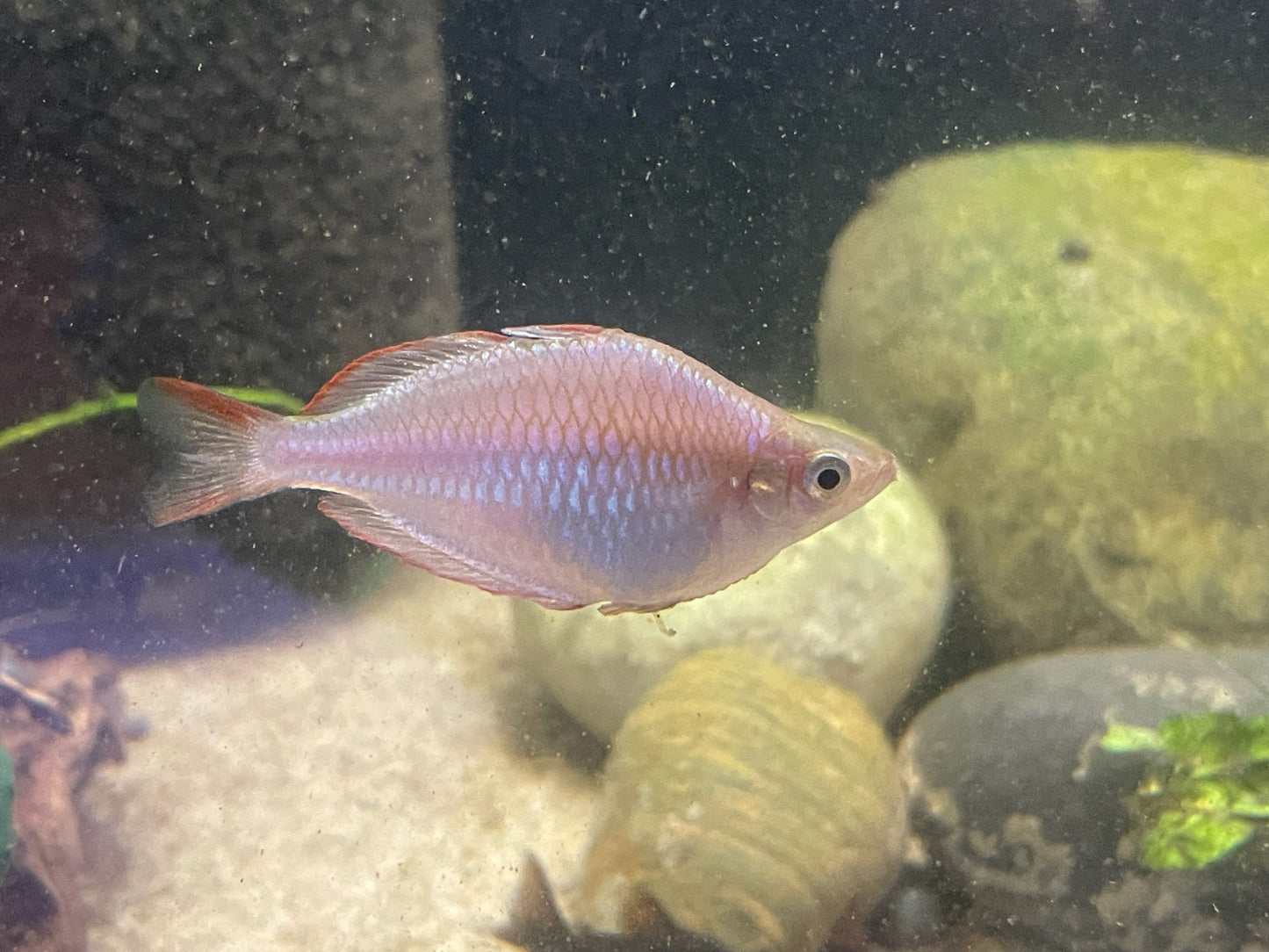 Melanotaenia praecox - Dwarf Neon Rainbowfish