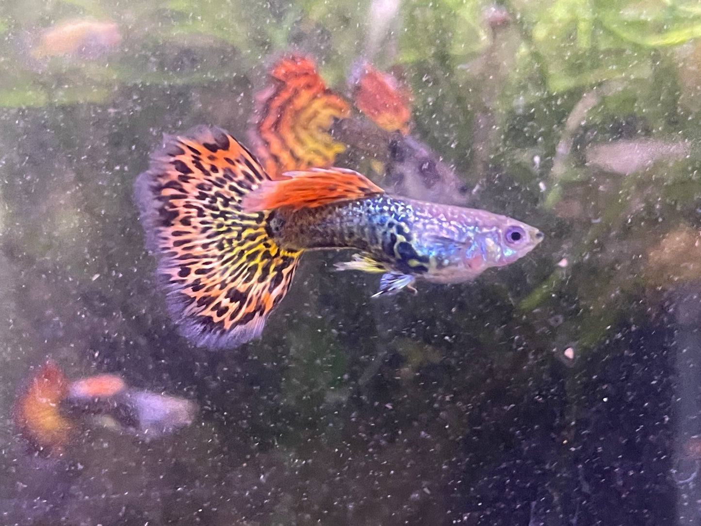 Super Dragon Guppy Pairs