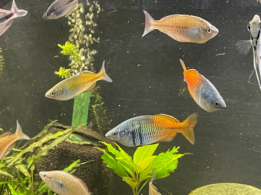 Melanotaenia boesemani "Aytinjo" - Boesemani Rainbowfish - Lake Aytinjo