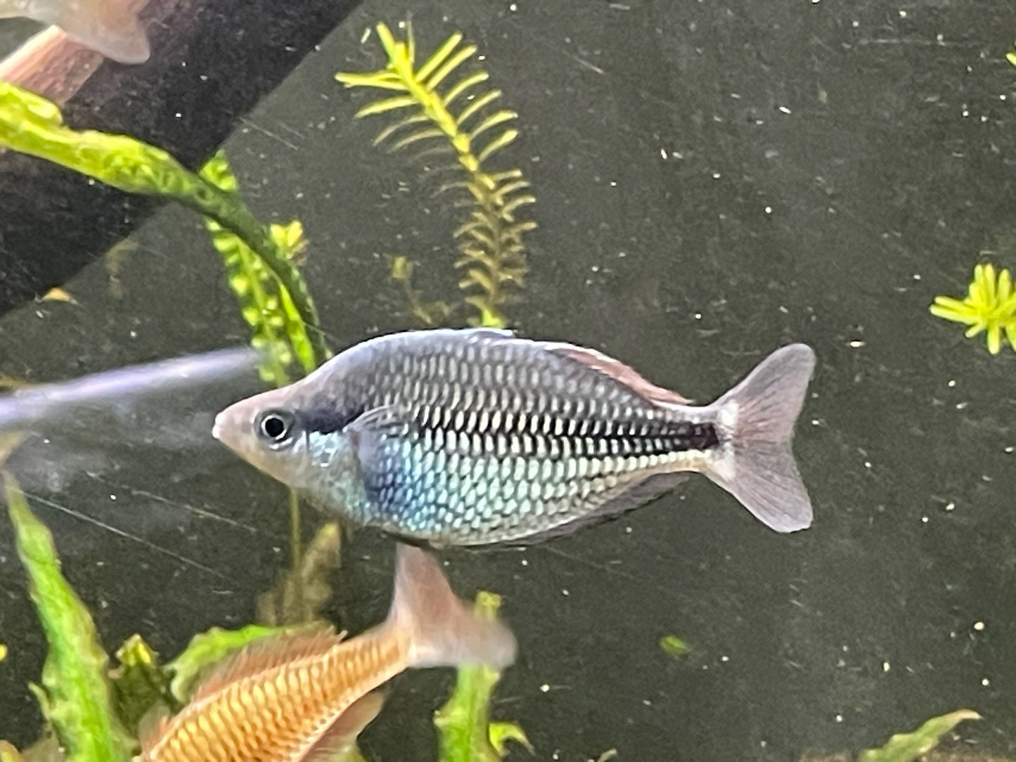 Melanotaenia kamaka - Kamaka rainbowfish