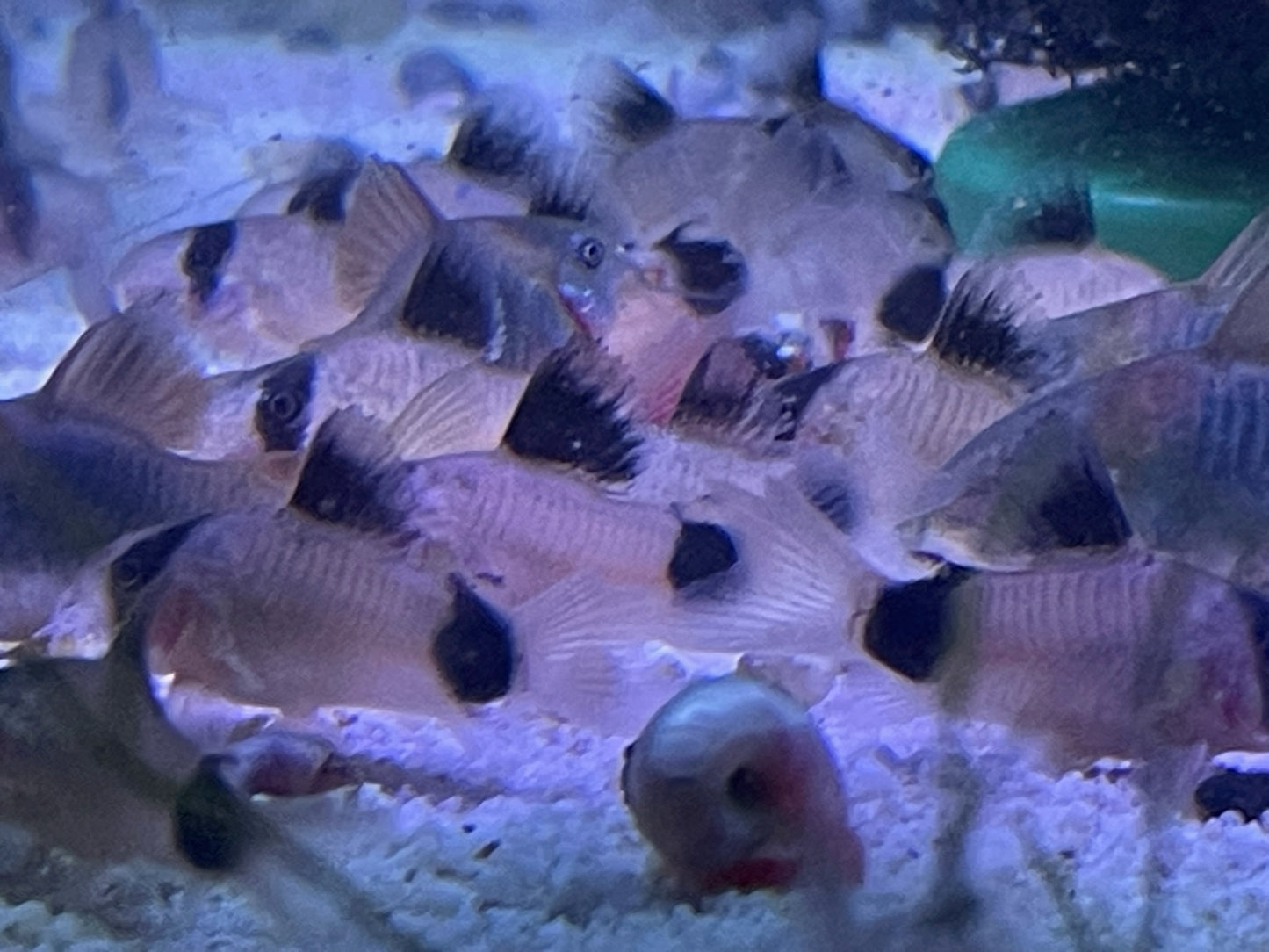 Corydoras panda - "Panda Corydora"