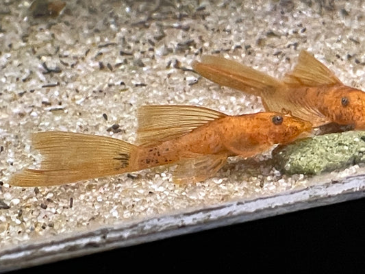 Longfin Super Red Bristlenose Plecos