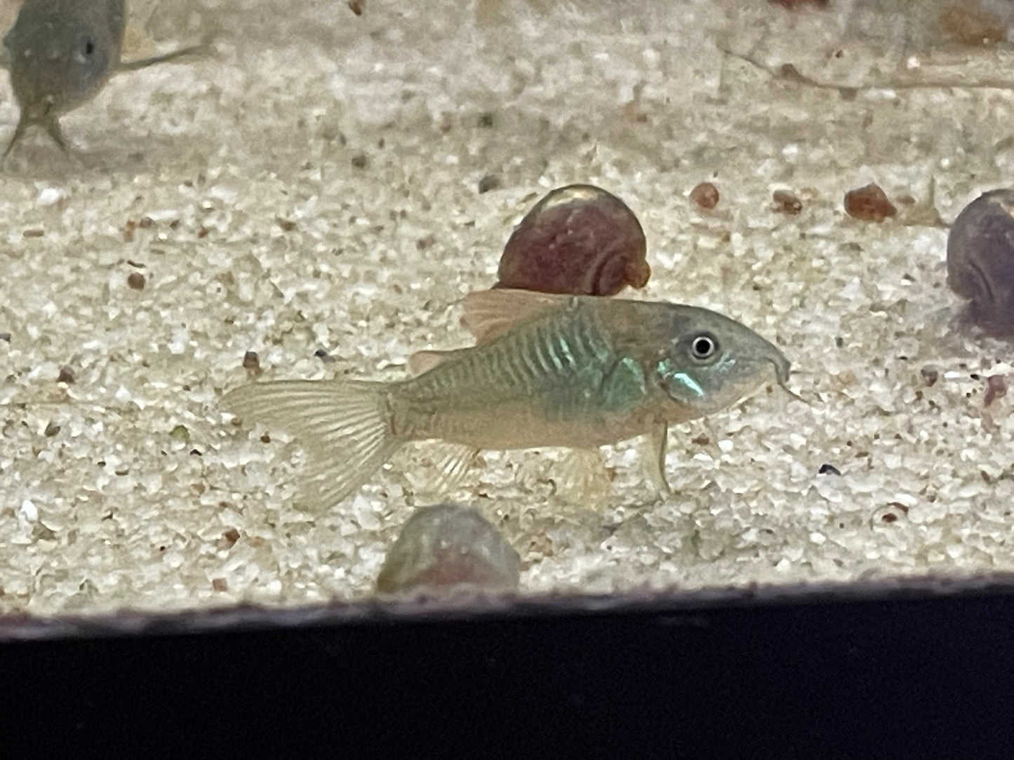 Corydoras aeneus- "Bronze Corydoras"