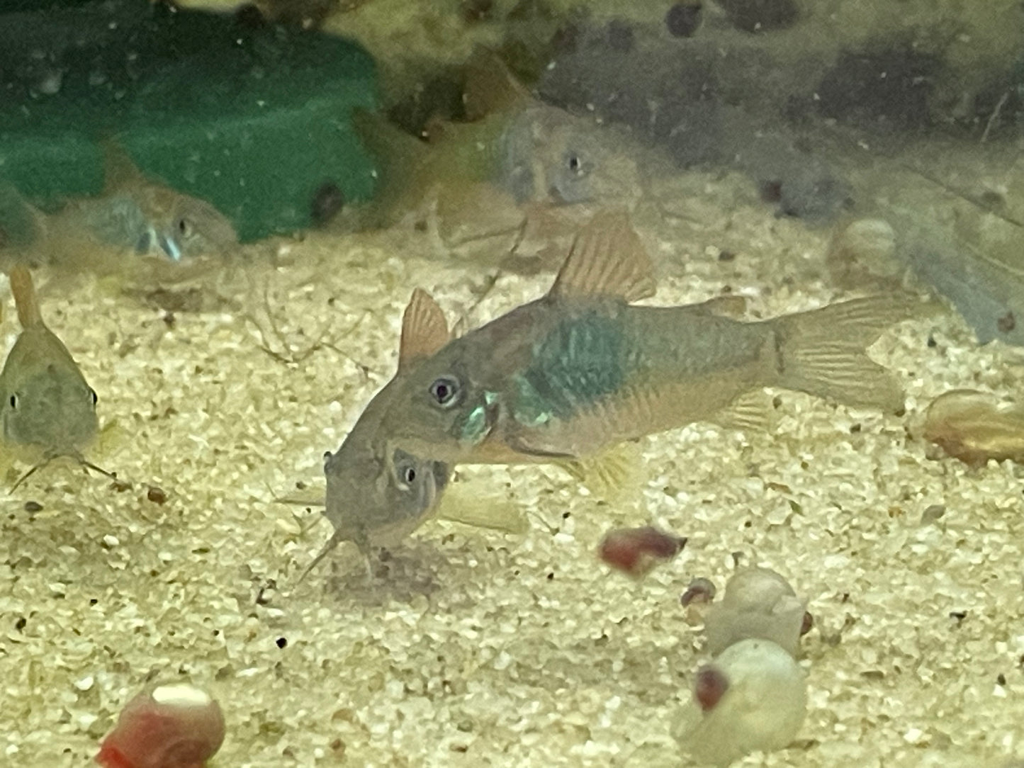 Corydoras aeneus- "Bronze Corydoras"