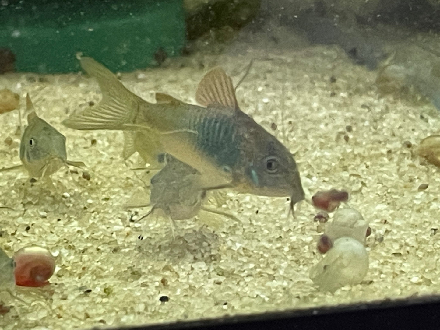 Corydoras aeneus- "Bronze Corydoras"