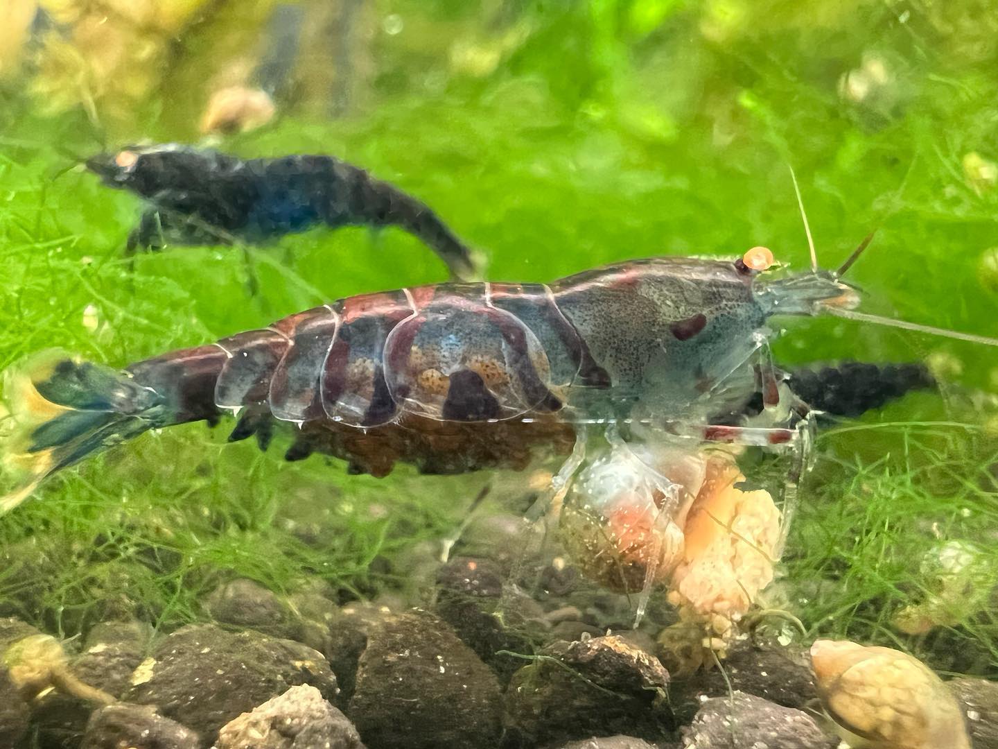 Orange Eye Blue Tiger Caridinas