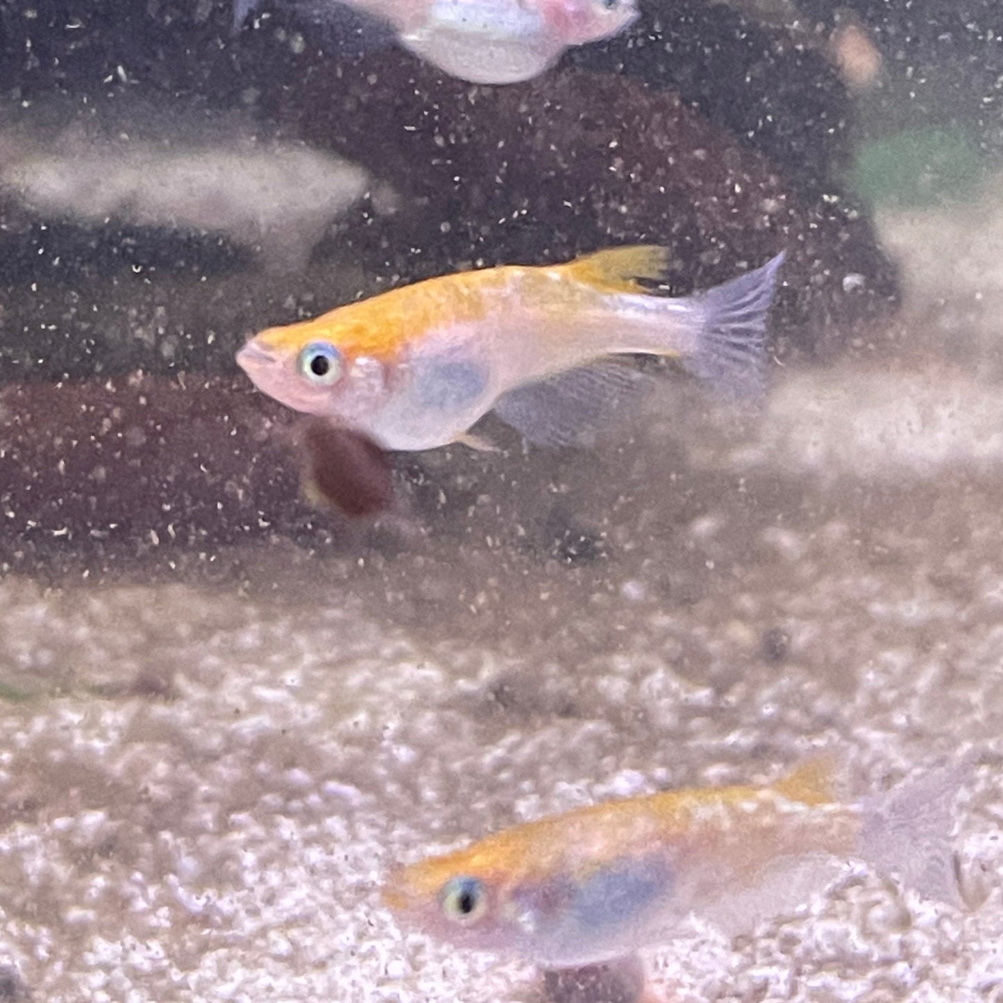 Tri Color Medaka Ricefish