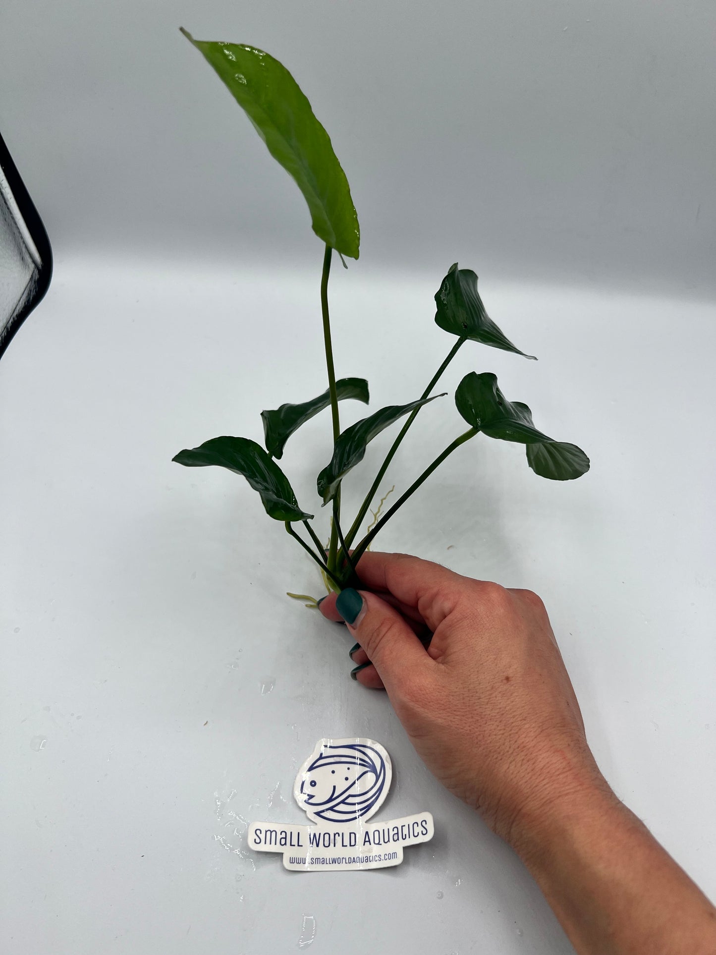 Anubias Barteri Broad Leaf - Bare Root