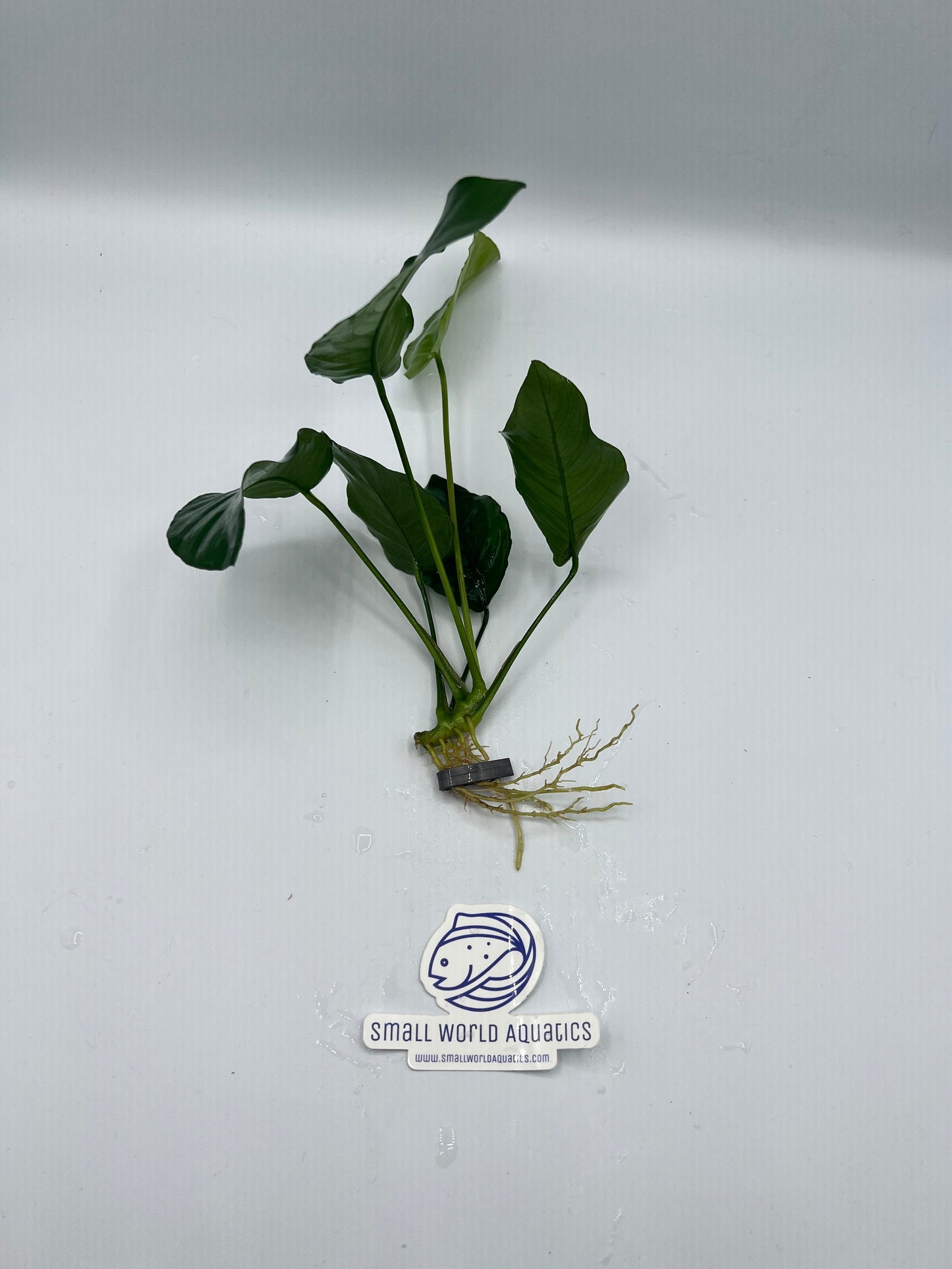 Anubias Barteri Broad Leaf - Bare Root