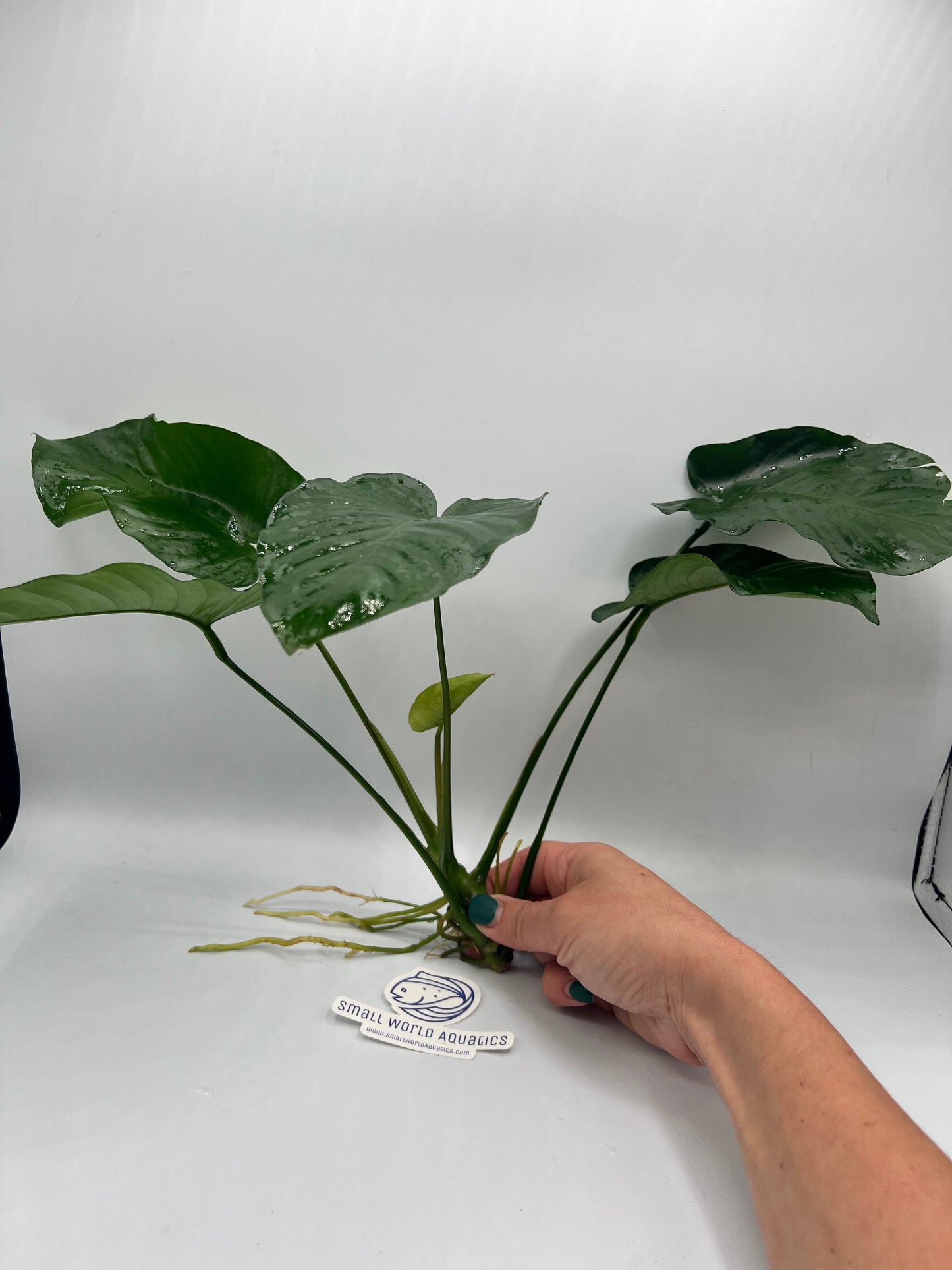 Anubias Barteri Broad Leaf XL - Bare Root