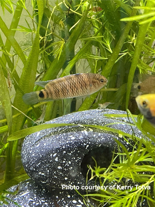 Badis badis (Blue Chameleon)