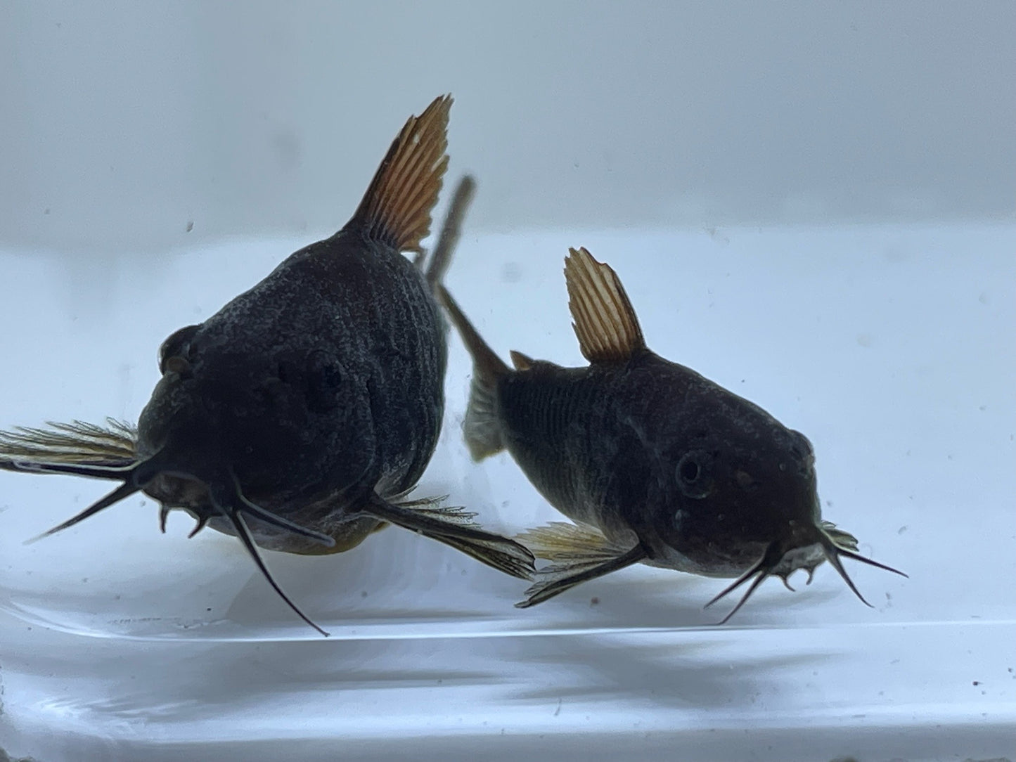 Corydoras schultzei - "Black schultzei"