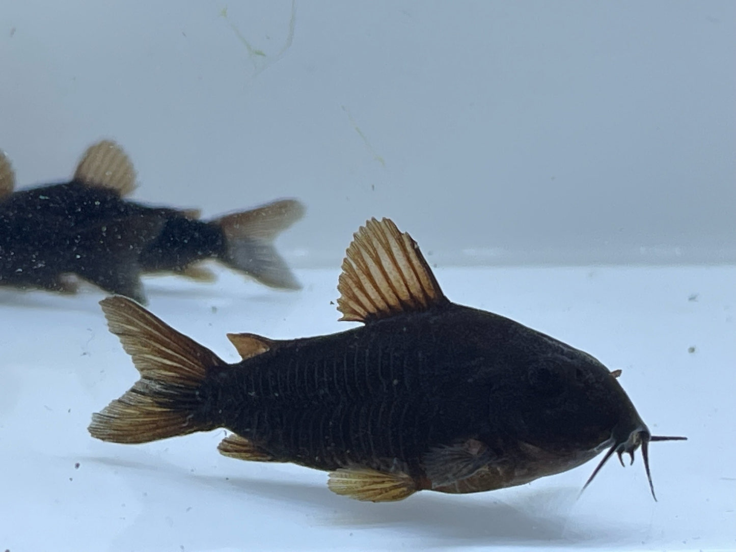 Corydoras schultzei - "Black schultzei"