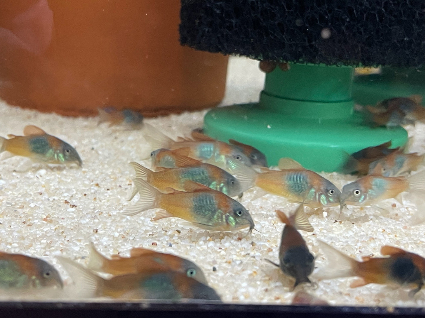 Corydoras venezuelanus- "Orange Venezuelan Corydoras"