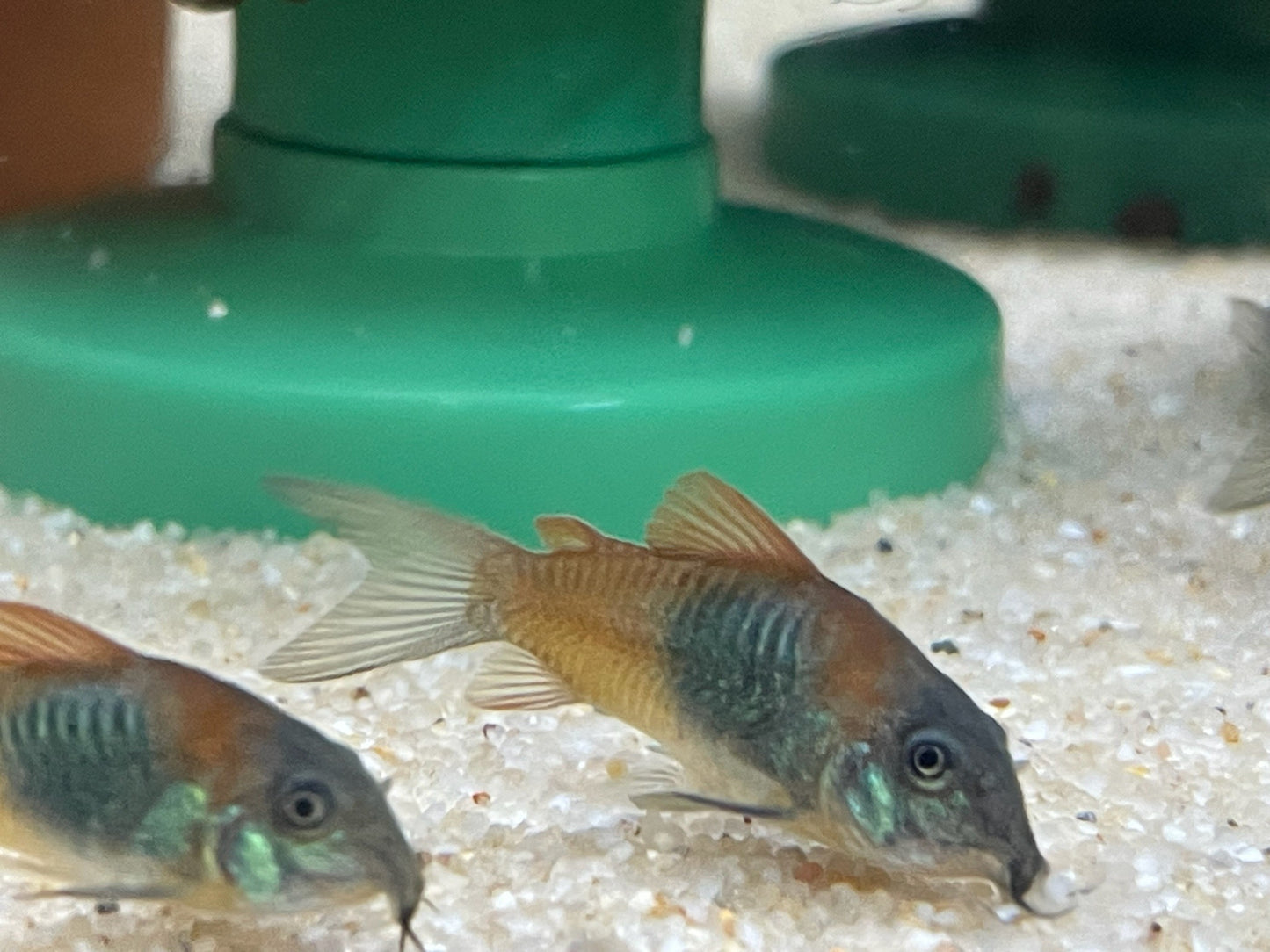 Corydoras venezuelanus- "Orange Venezuelan Corydoras"