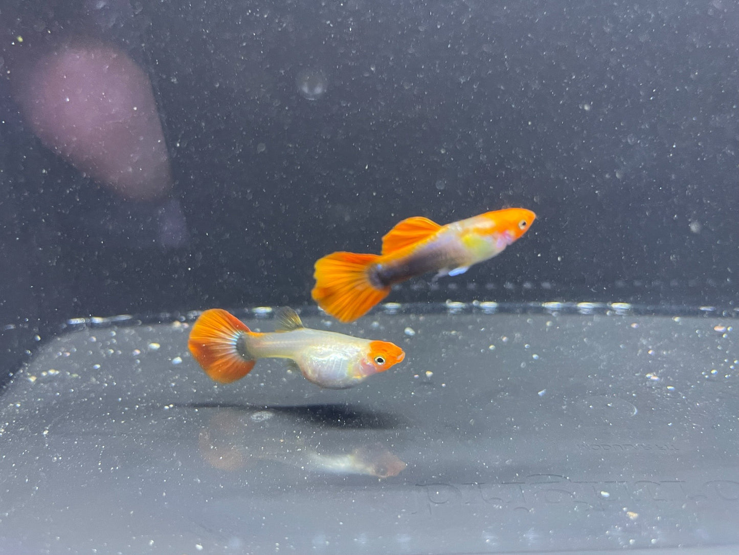 Blonde Koi Guppy Pairs