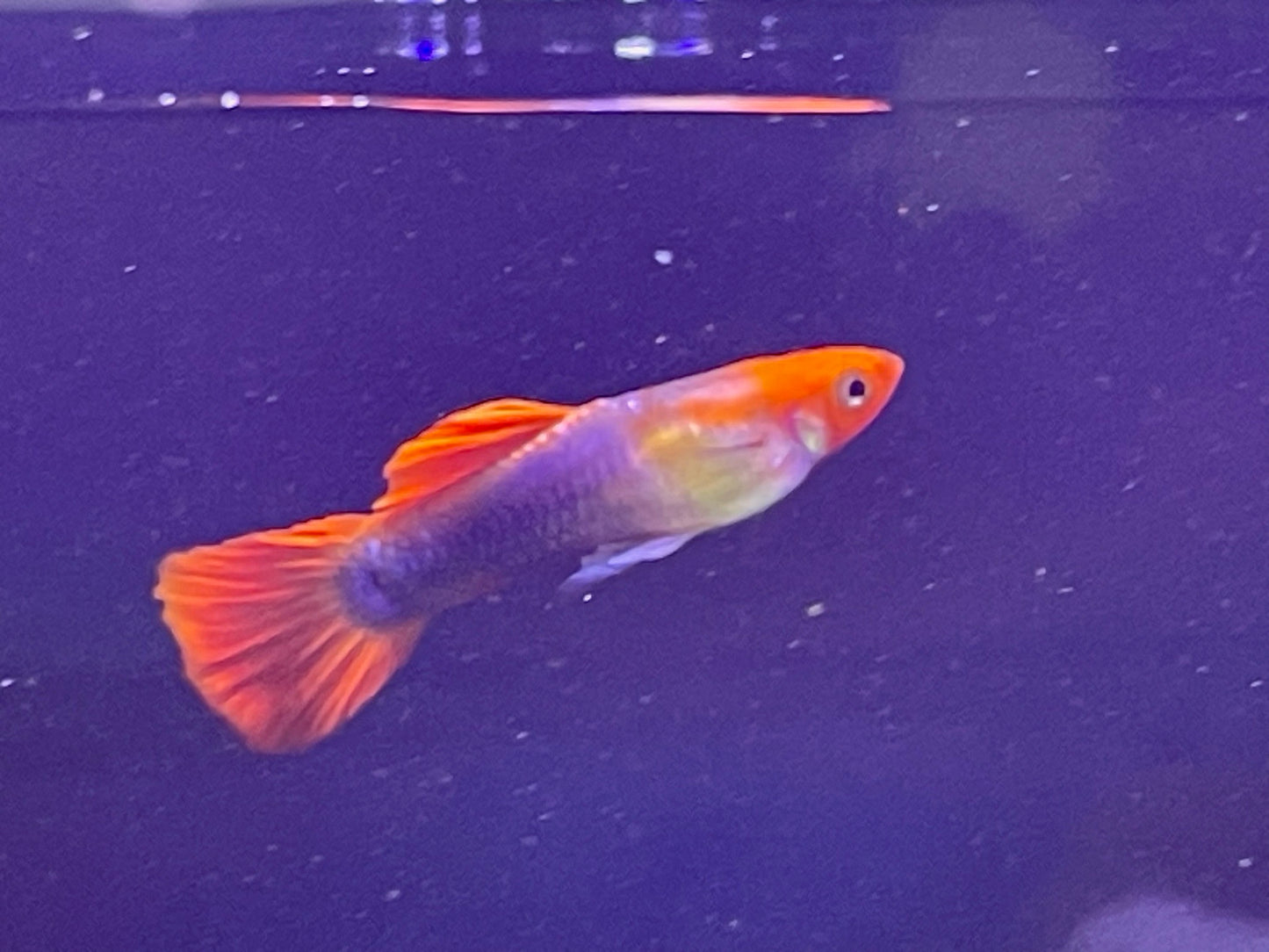 Blonde Koi Guppy Pairs