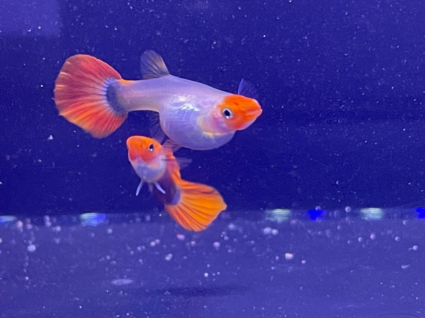 Blonde Koi Guppy Pairs