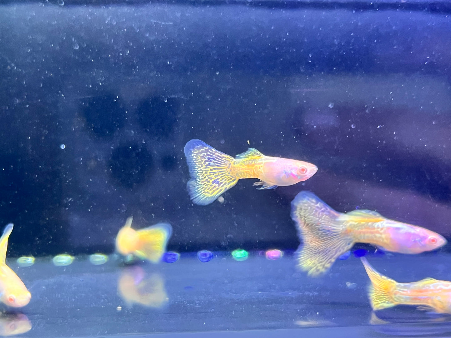 Albino Metal Yellow Lace Guppy Pair