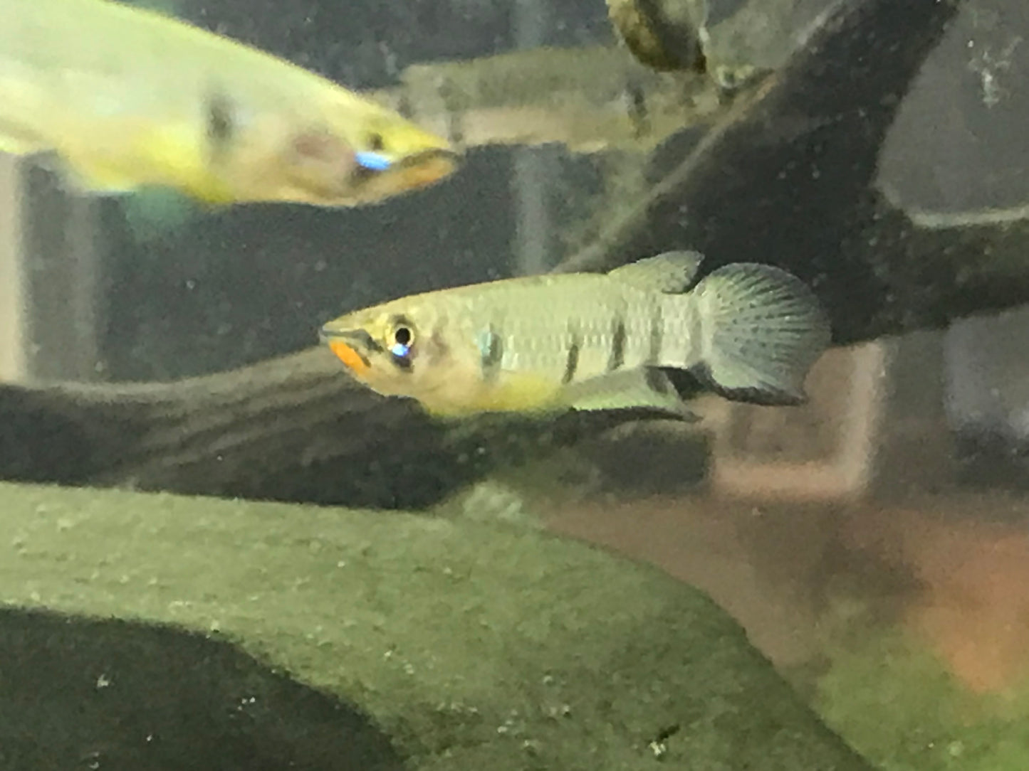 Epiplatys dageti monroviae - Red Chinned Panchax Killifish Pair