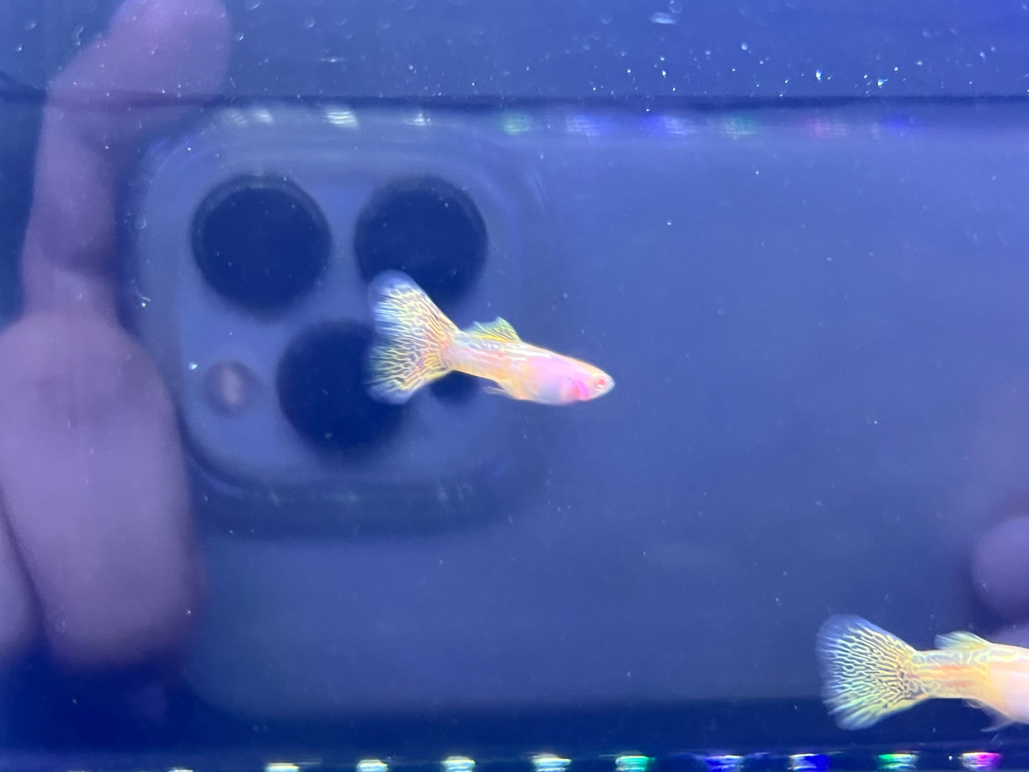 Albino Metal Yellow Lace Guppy Pair