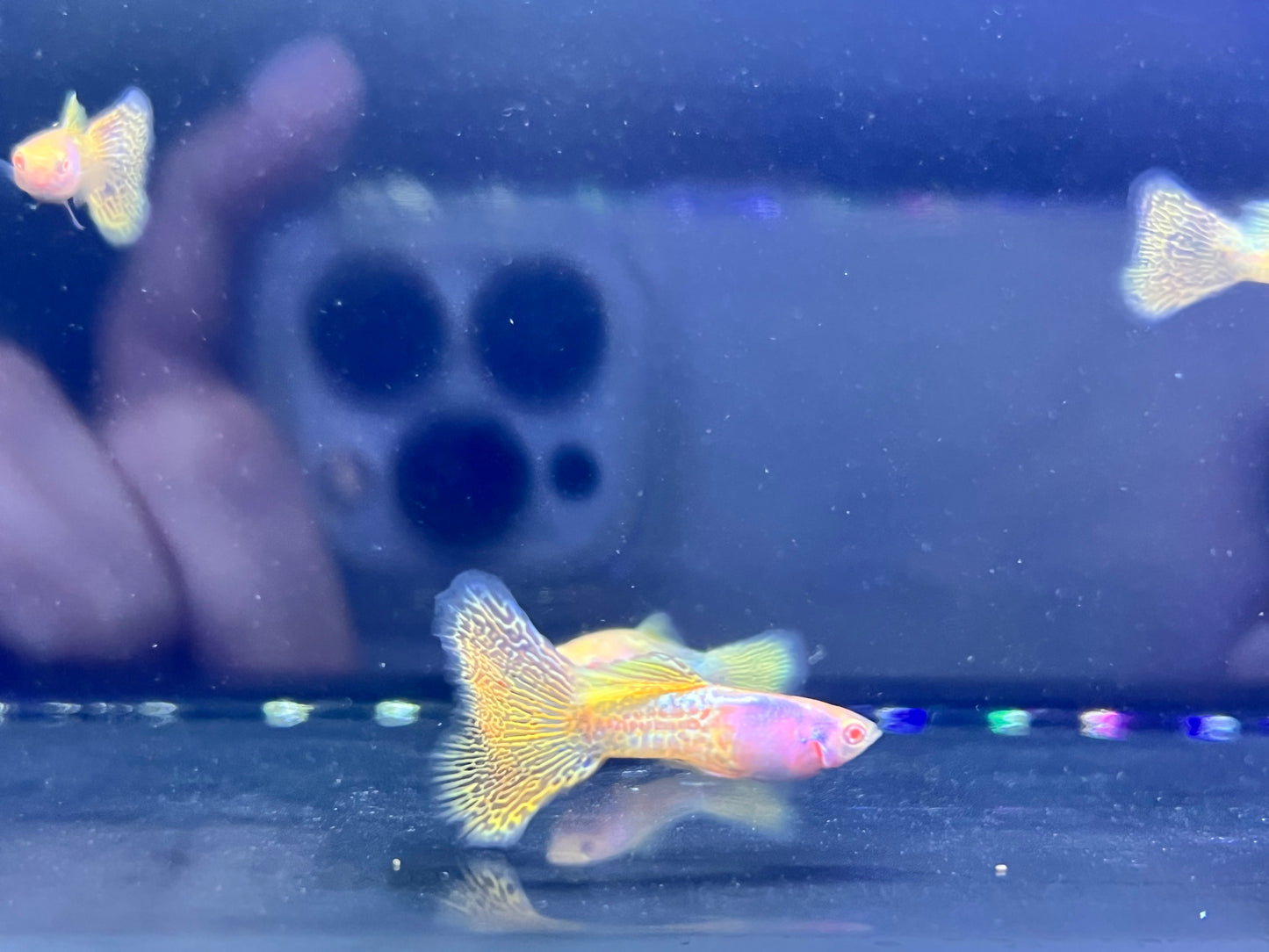 Albino Metal Yellow Lace Guppy Pair