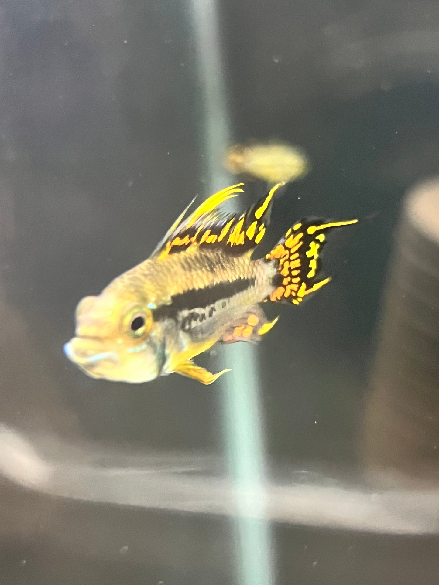 Apistogramma caucatoides "Super Reds"