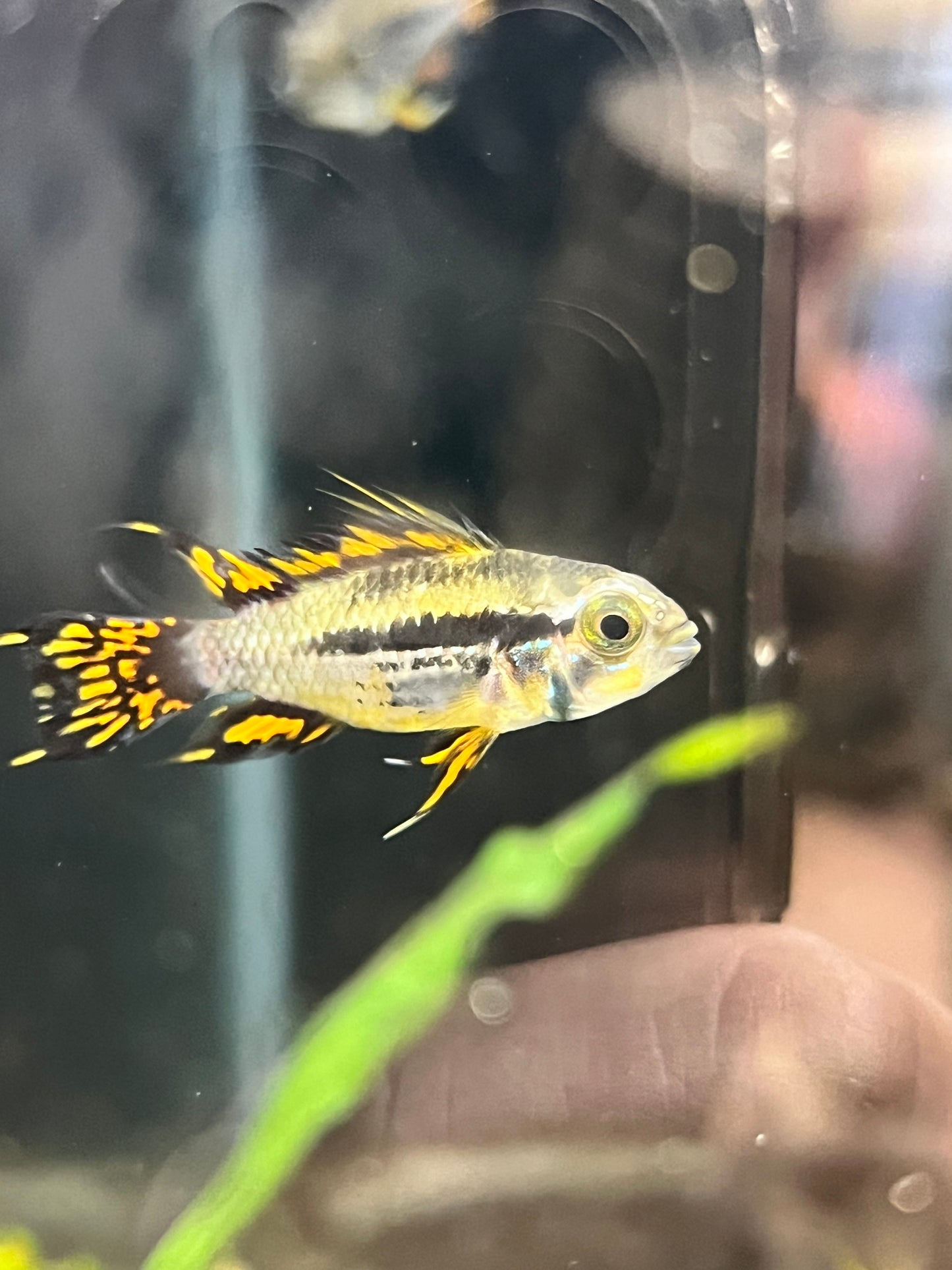 Apistogramma caucatoides "Super Reds"