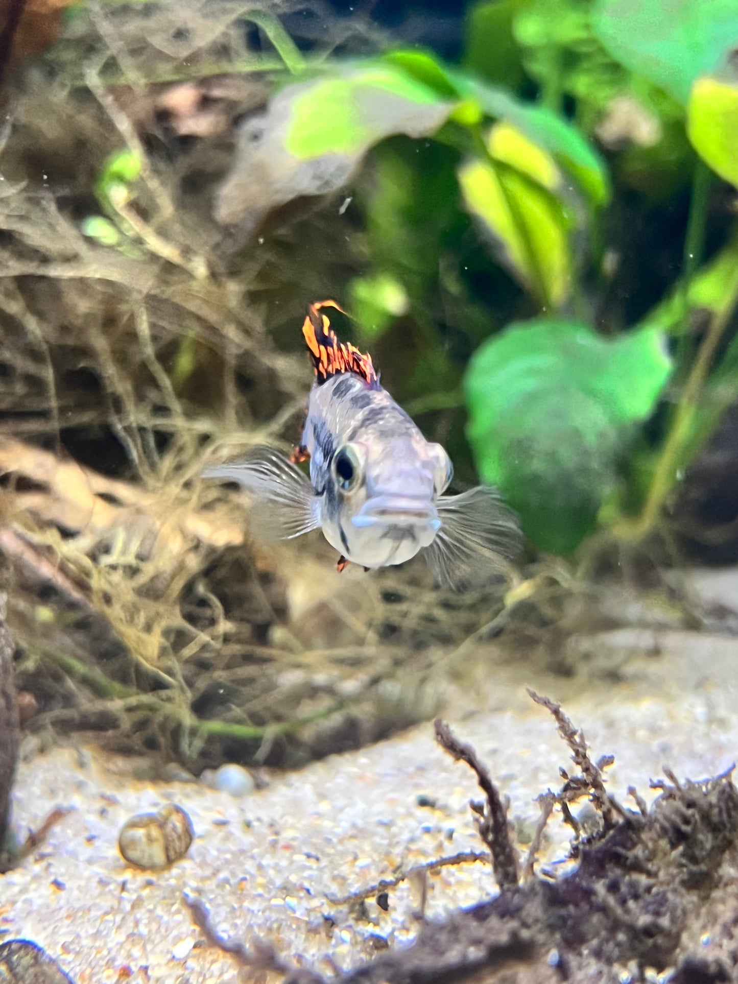 Apistogramma caucatoides "Super Reds"