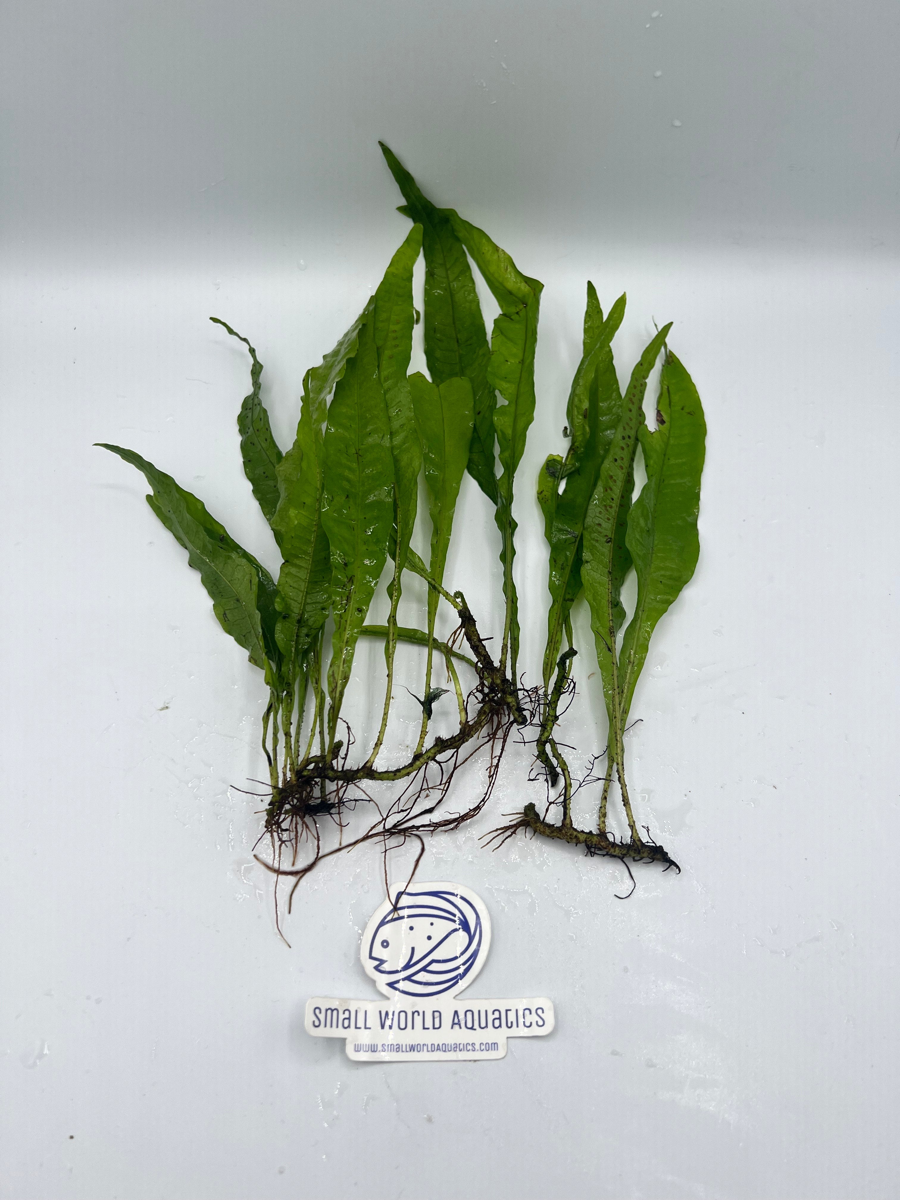 Java Fern – Small World Aquatics