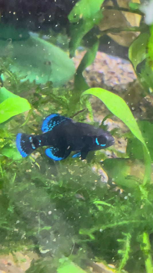 Elassoma gilberti “Wacissa spring”