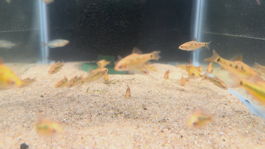 Gold barb (Puntius semifasciolatus)