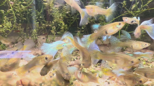 Blue Grass guppy