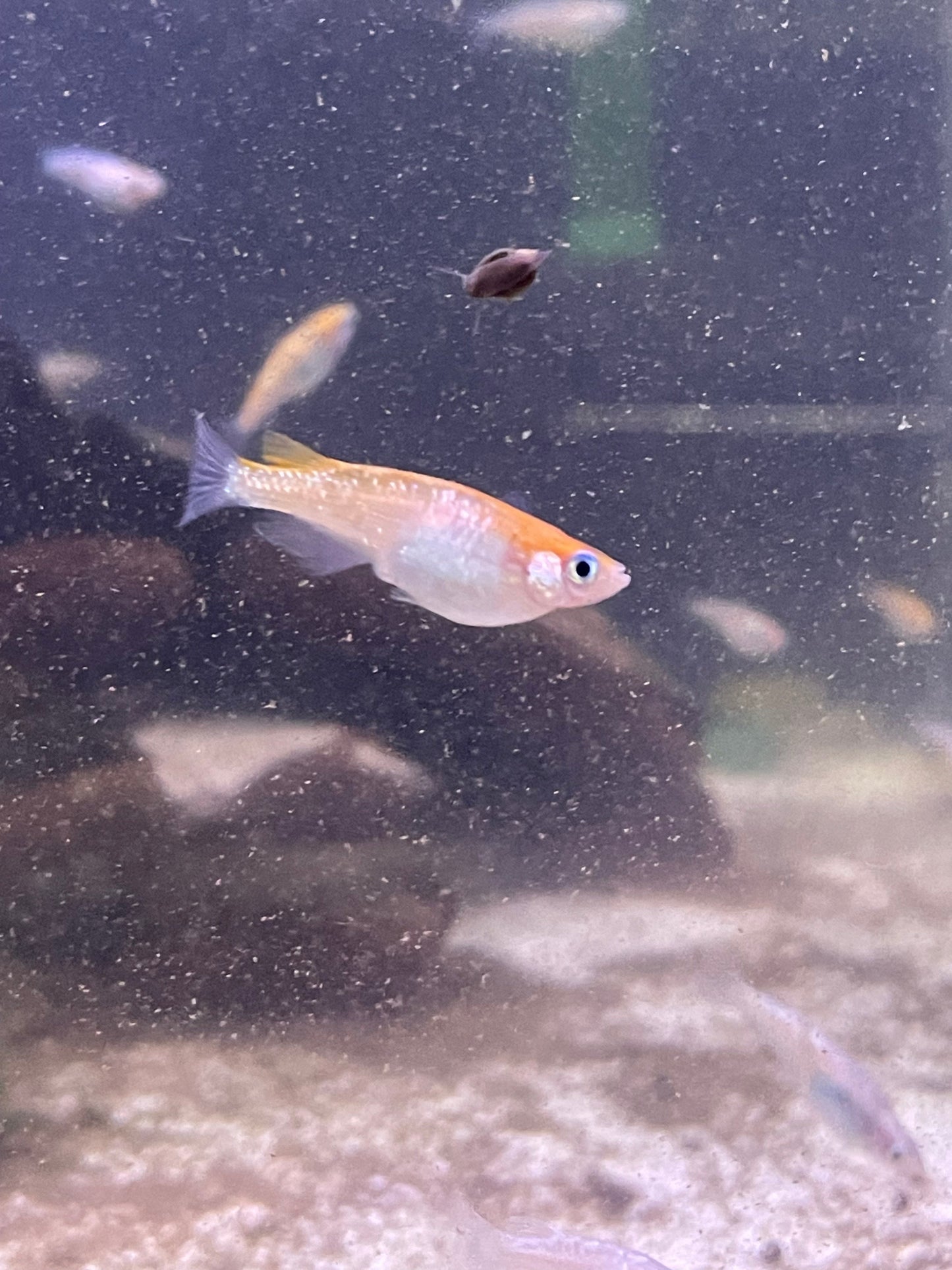 Tri Color Medaka Ricefish